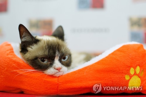 그럼피 캣