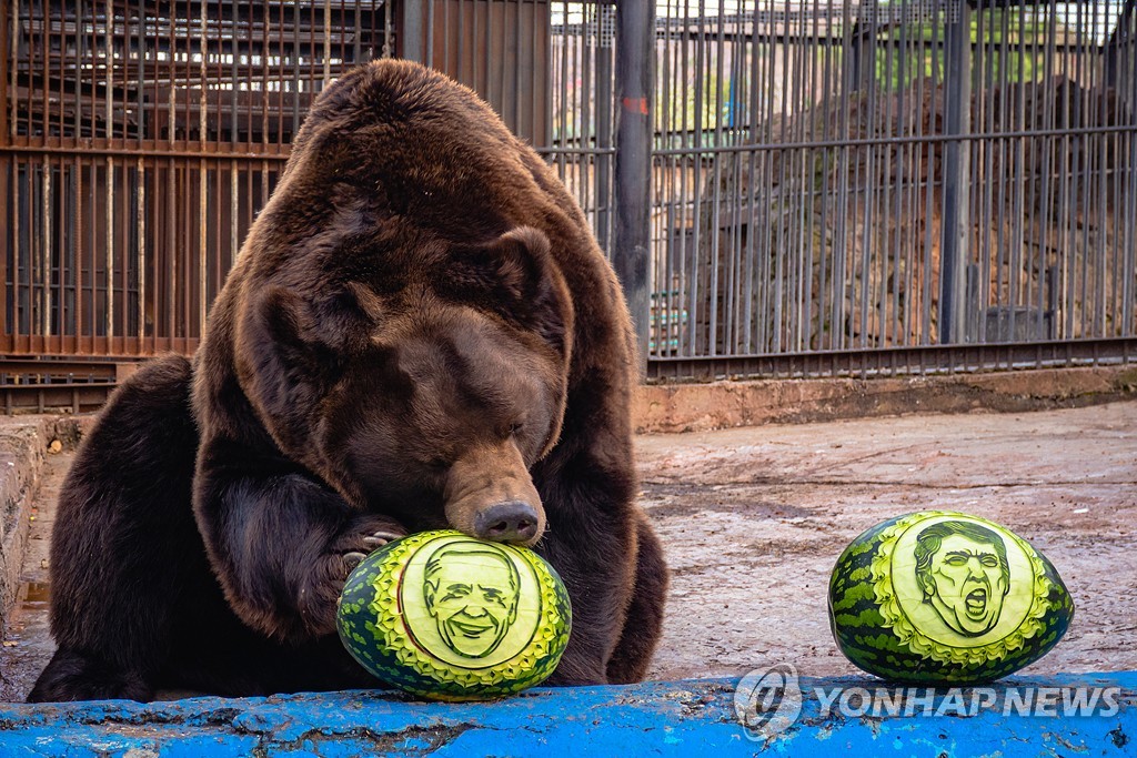 '동물의 점괘 맞을까'…바이든 선택한 러시아 동물원 곰·호랑이
