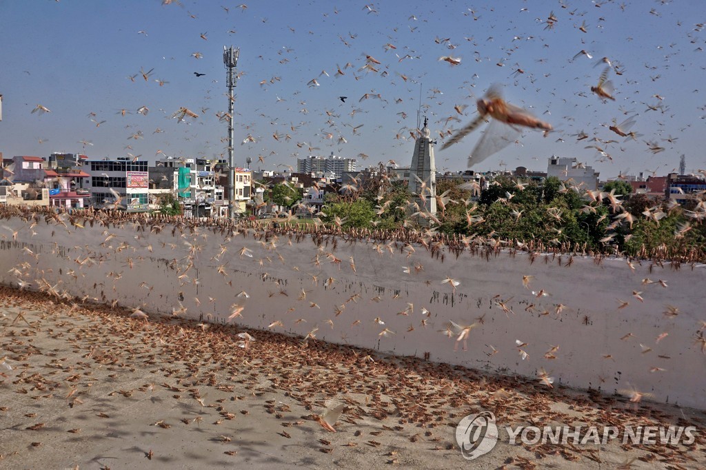 INDIA-JAIPUR-LOCUST?