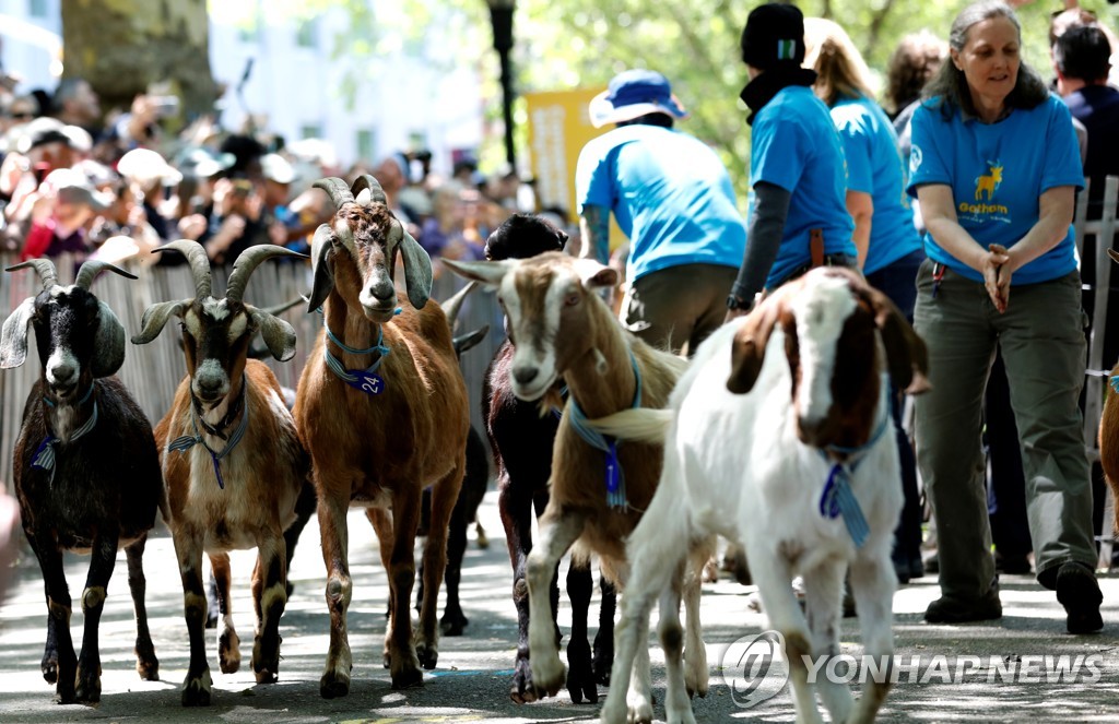 NEW YORK-GOATS/