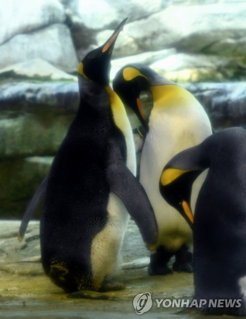 GERMANY-PENGUINS/