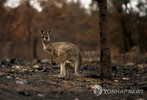 최악의 산불이 덮친 호주의 캥거루