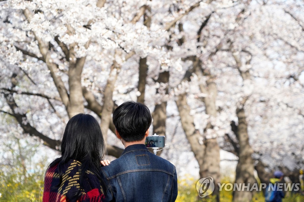 지난 1일 서울의 거리에서 한 커플이 벚꽃놀이를 하는 모습. [로이터=연합뉴스 자료사진]