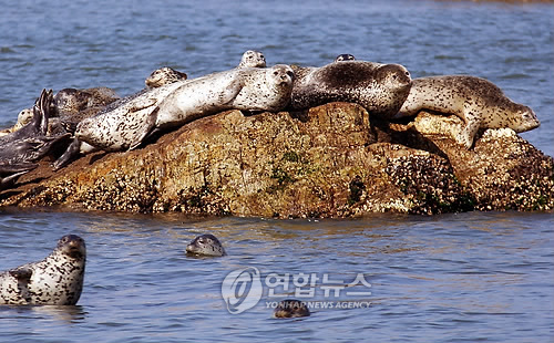 점박이물범(자료사진)