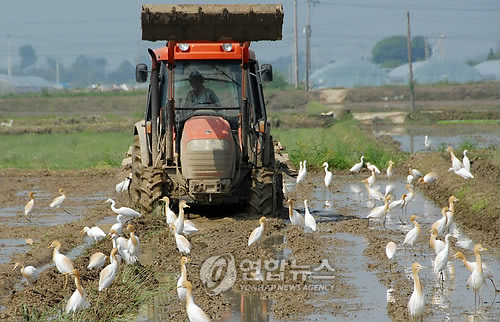 전남 담양군 친환경 쌀 생산단지(연합뉴스 자료사진)