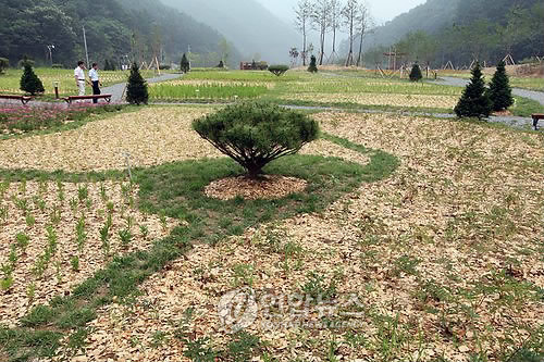 소양강댐 '가마골 생태공원' 조성 당시 모습