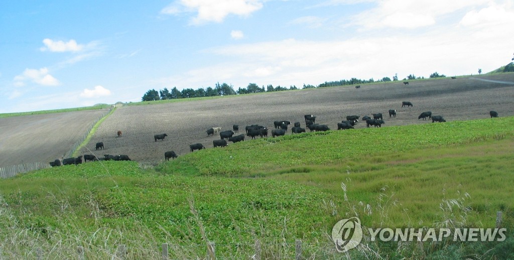 수출주도형 농업선진국 뉴질랜드 소 목장