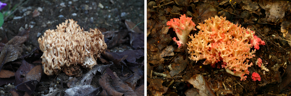 왼쪽 사진은 식용버섯인 싸리버섯. 오른쪽 사진은 독버섯인 붉은싸리버섯(자료사진)