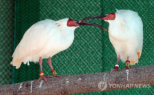 <한국에 장가오는 중국 따오기 2마리 '귀한 대접'> - 3