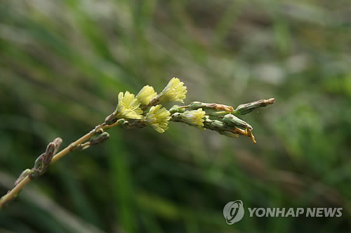 생태계교란종 가시상추