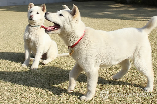 청와대 진돗개, '반려동물'로 등록