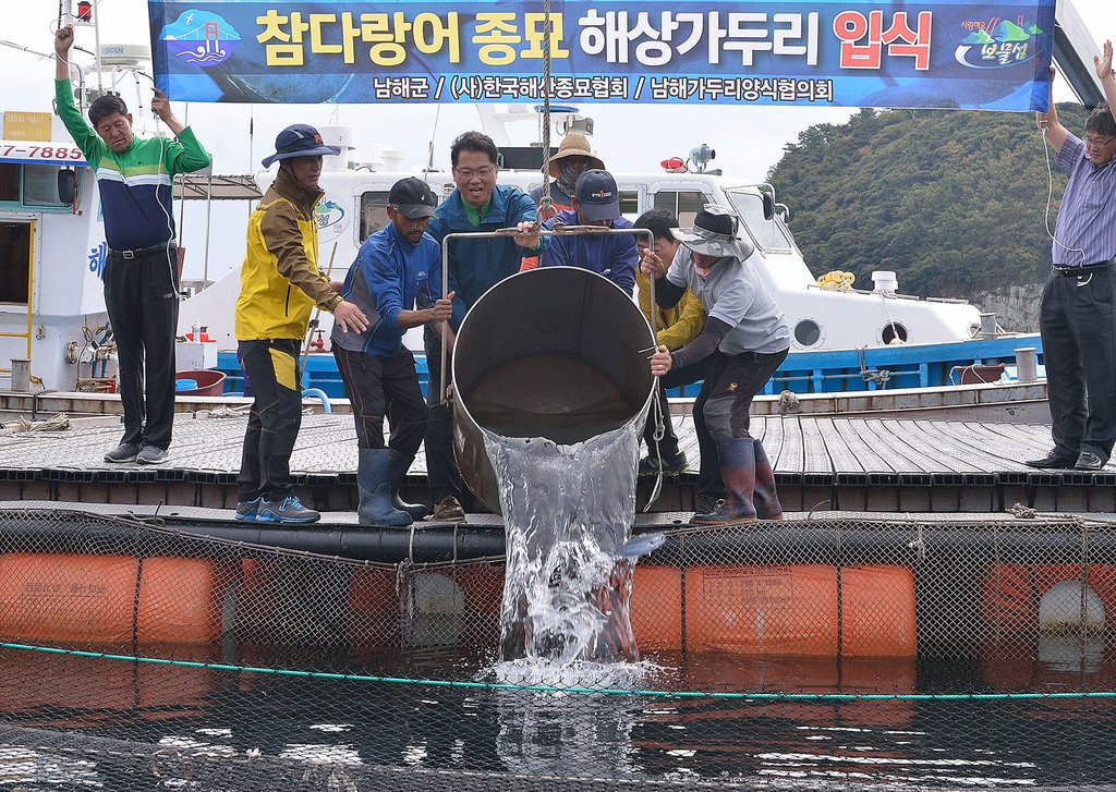 참다랑어 종묘 해상가두리 입식[연합뉴스 자료사진]