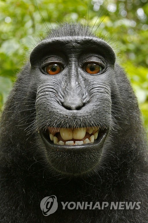 2011년 인도네시아의 검정짧은꼬리원숭이가 찍은 셀카 사진. [위키미디어 제공=연합뉴스]