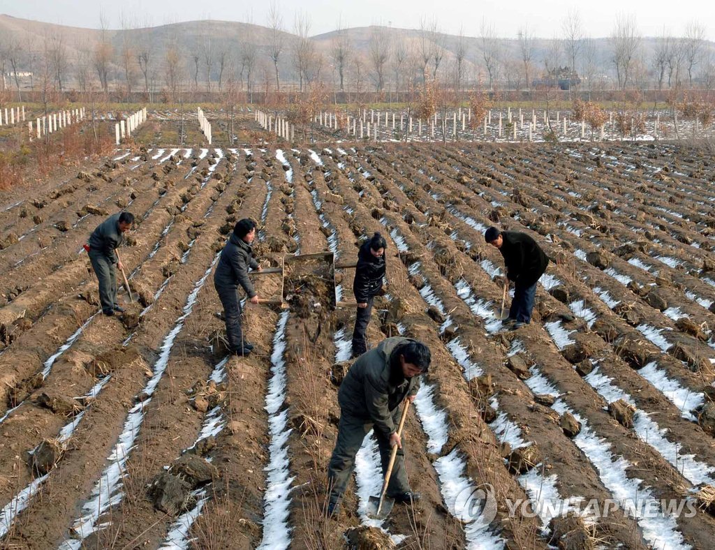 일하는 북한 재령군 산림경영소 직원들