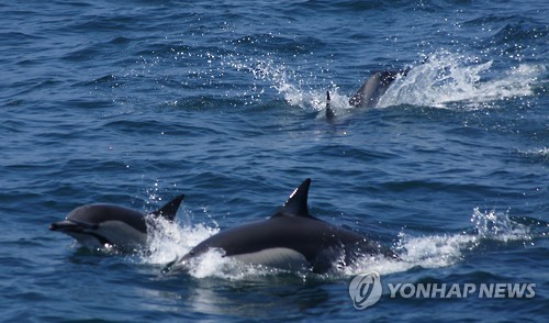 울산 앞바다 돌고래떼