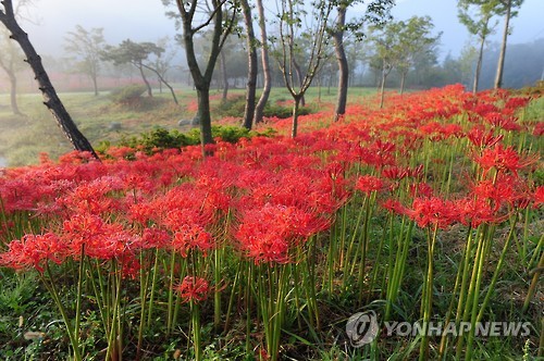 선운산 꽃무릇 '활짝'