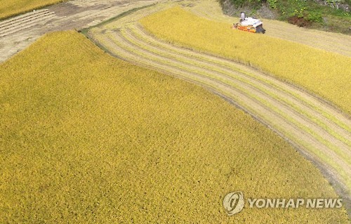 울산 벼 수확