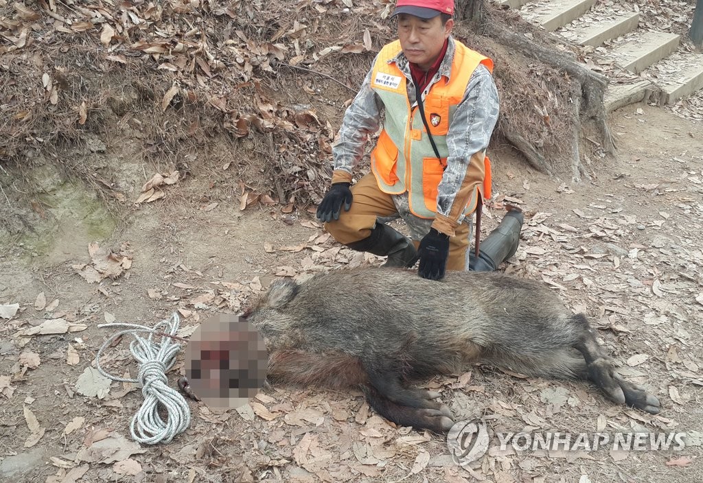 사살된 야생멧돼지(연합뉴스 자료사진)