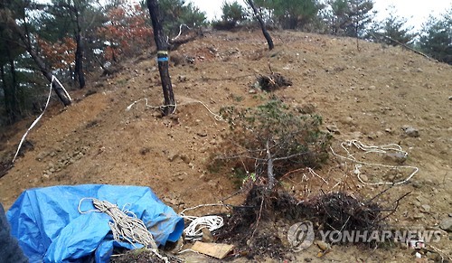 금강송 등 소나무 무단 굴취 일당 적발