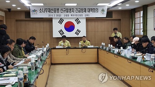 횡성서 소나무재선충병 발생…긴급조치 나서