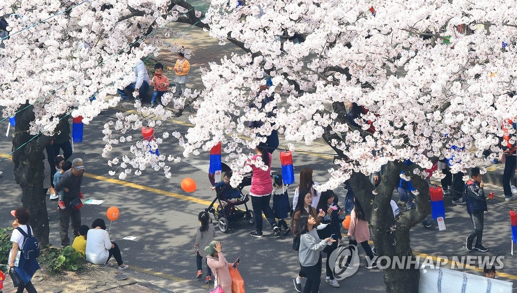 여기는 제주 벚꽃마을