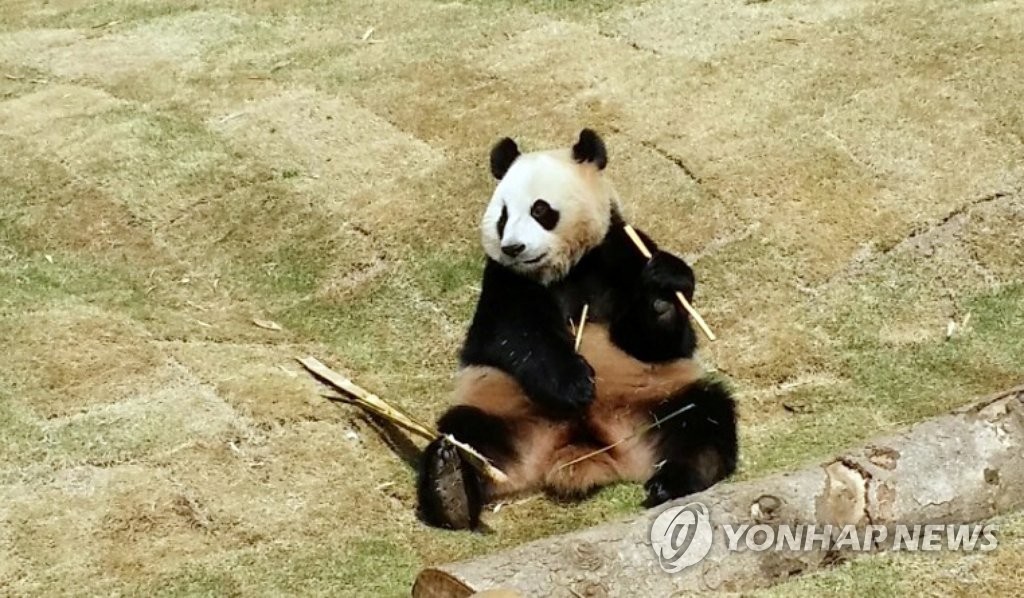 사육사가 촬영한 판다 아이바오의 재롱