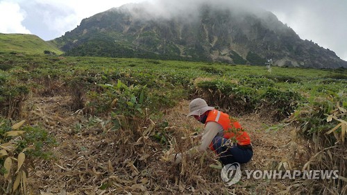 한라산 장구목 조릿대 베어내기 작업