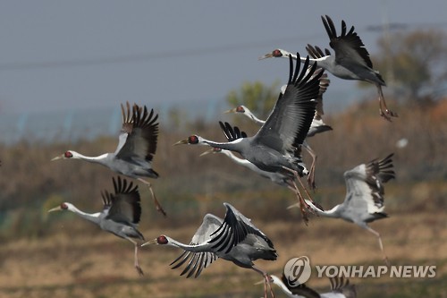 철원평야 찾은 겨울 철새 재두루미.