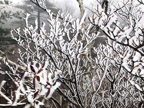 발왕산 상고대