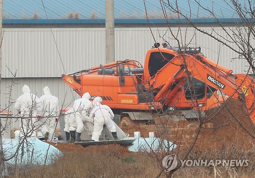 계속되는 살처분