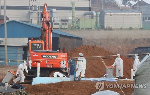 계속되는 살처분
