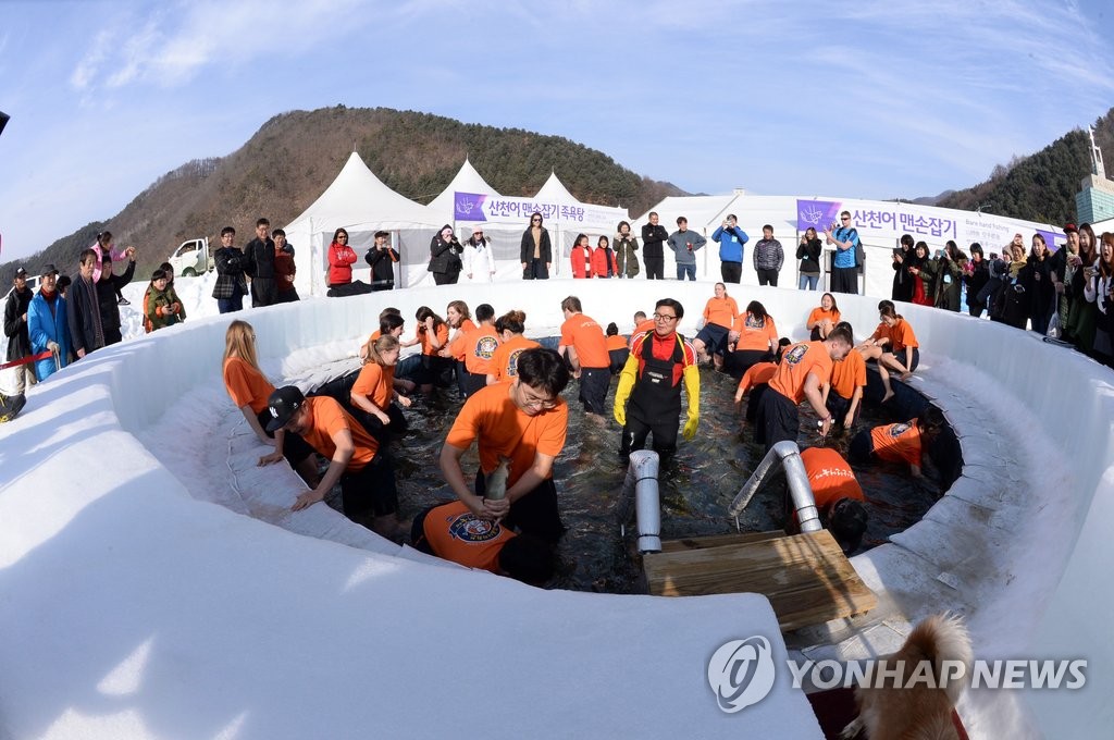 화천산천어축제 앞두고 맨손 잡기 즐기는 외국인들