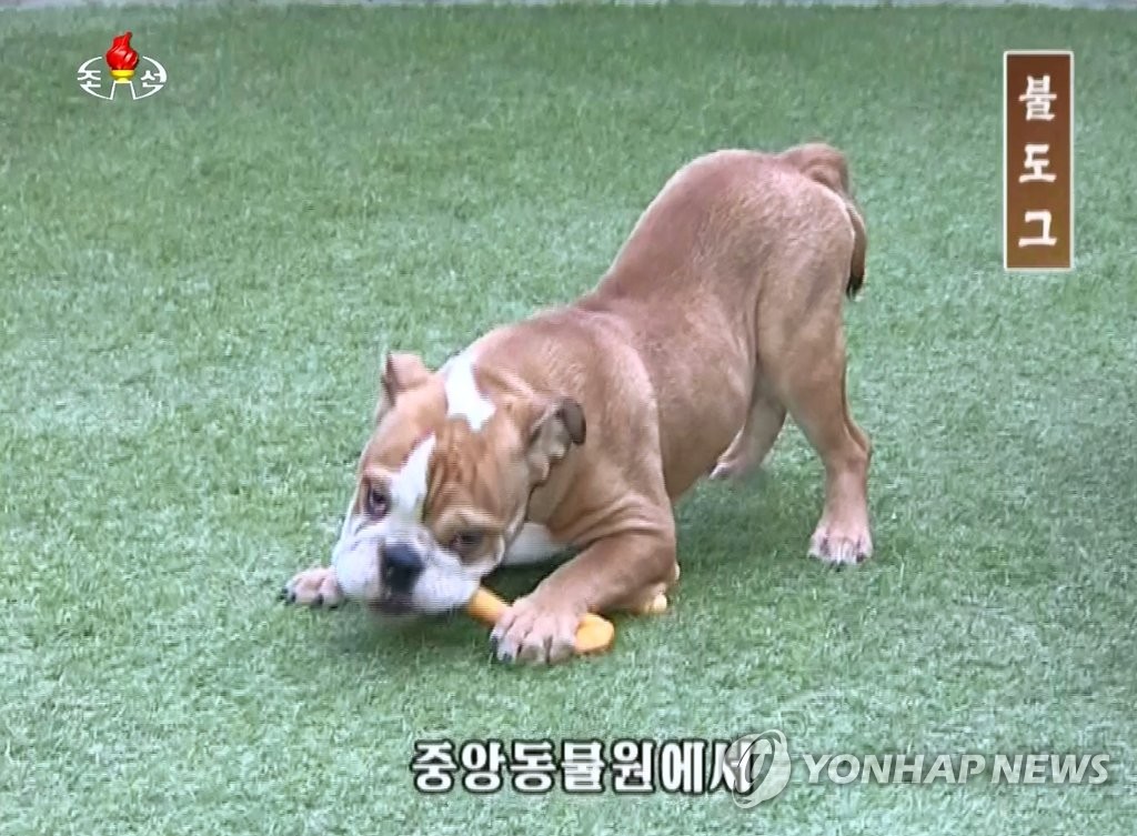김정은이 북한 동물원에 보낸 불독 강아지