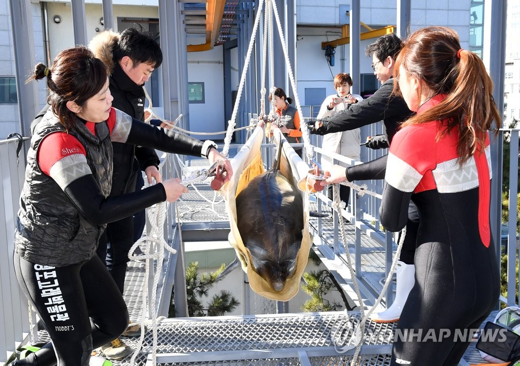 고래생태체험관 수입 돌고래 울산 도착