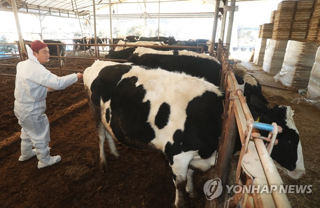 계속되는 구제역 예방접종