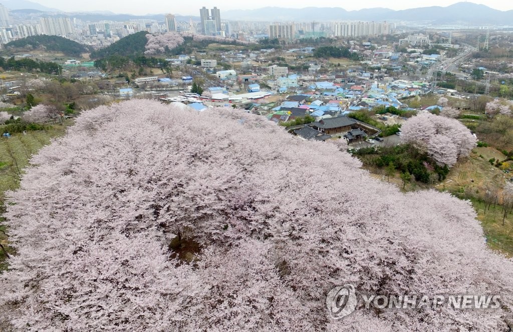 울산 신화마을 벚꽃동산 만개