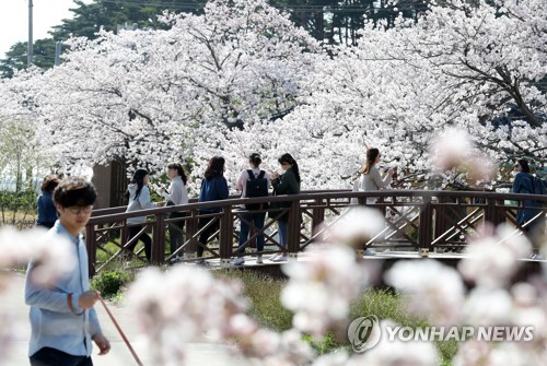 경포대 벚꽃 즐기는 관광객들
