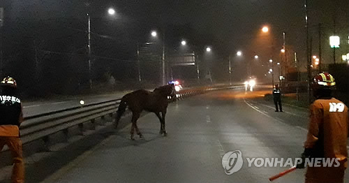 도로로 진입한 말 한 마리