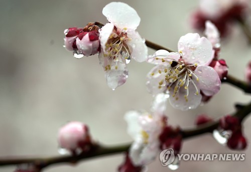 '세월호 3주기' 밤부터 제주·전남남해안에 비…오존 '나쁨' - 1