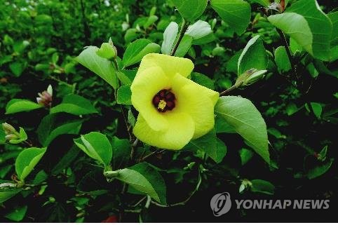 제주 자생 '노랑무궁화'