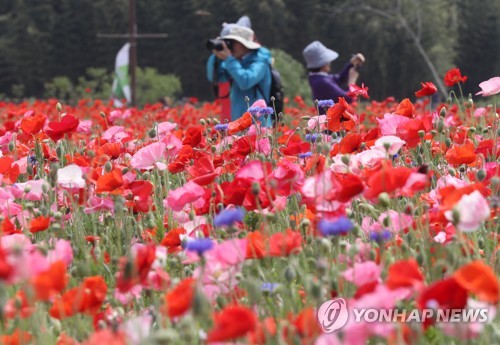 꽃으로 뒤덮인 태화강대공원
