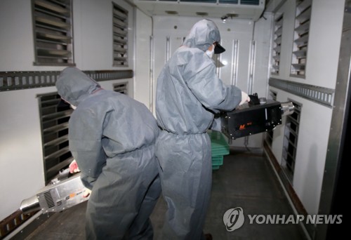 제주 들어온 병아리 차량 소독