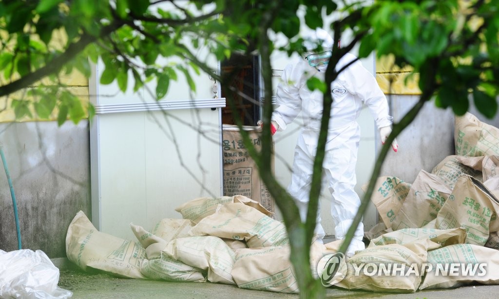 살처분되는 제주 닭