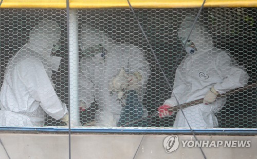 제주 최대 가금류 살처분 작전
