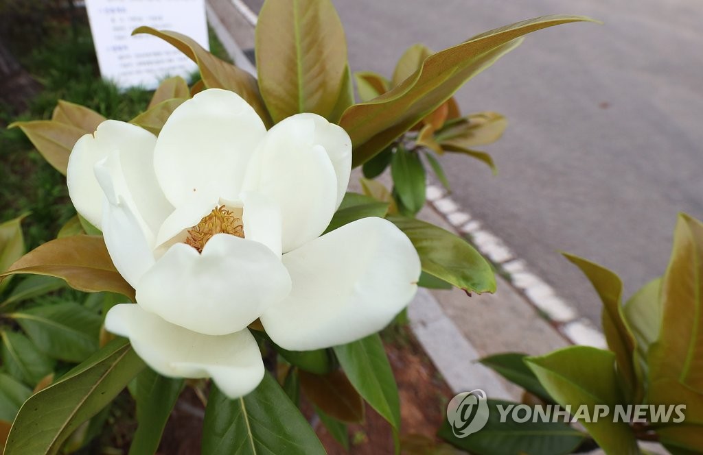 꽃 피운 단원고 잭슨 목련