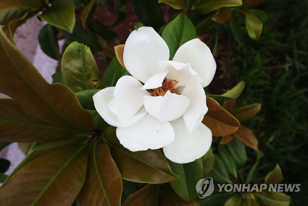 꽃망울 터뜨린 단원고 잭슨목련