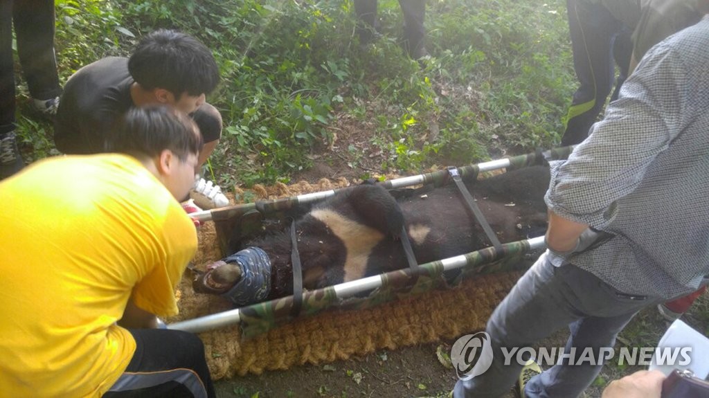 포획한 반달가슴곰