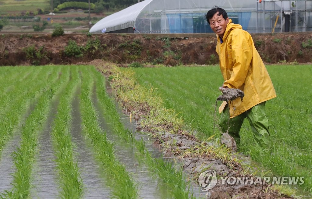 단비에 논두렁 다지는 농민