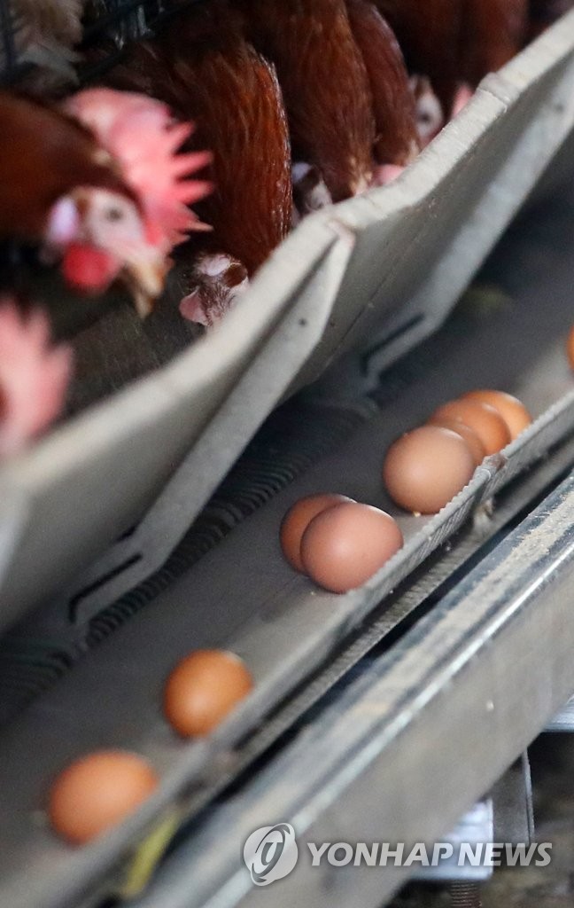 살충제 성분 검출 농장의 계란