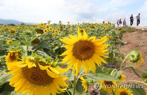 해바라기 활짝